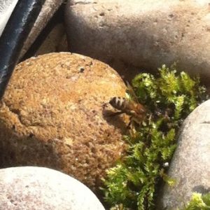 tadpole