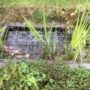 Tadpole Pond Cover